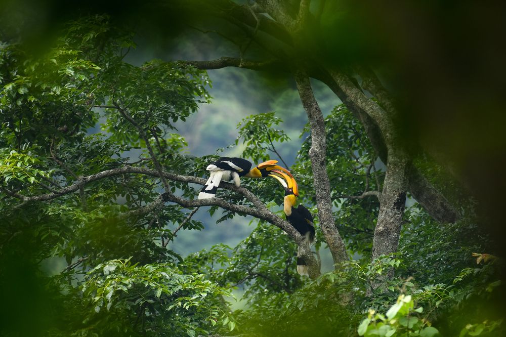 Photograph by Mohan raj