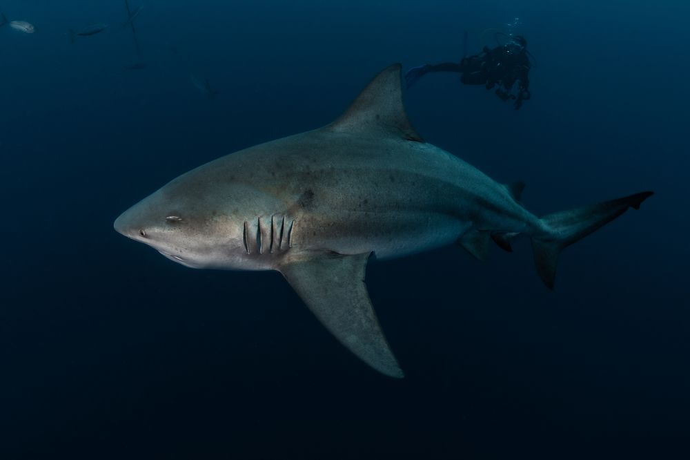 Photograph by Carlos Eduardo Barreto Pinheiro