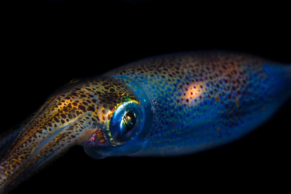 Photograph by Carlos Eduardo Barreto Pinheiro