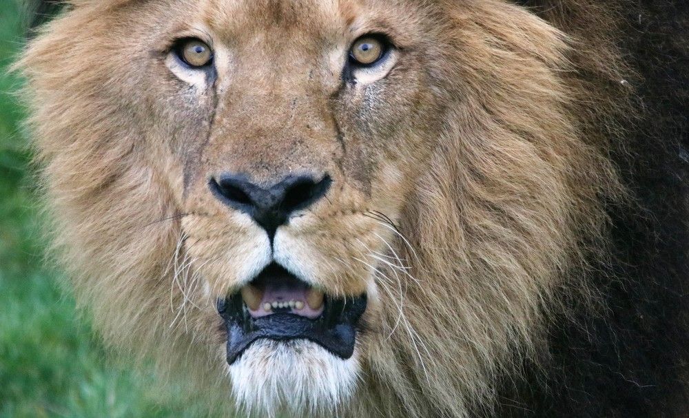 Фотография автора caroline martin (dony)