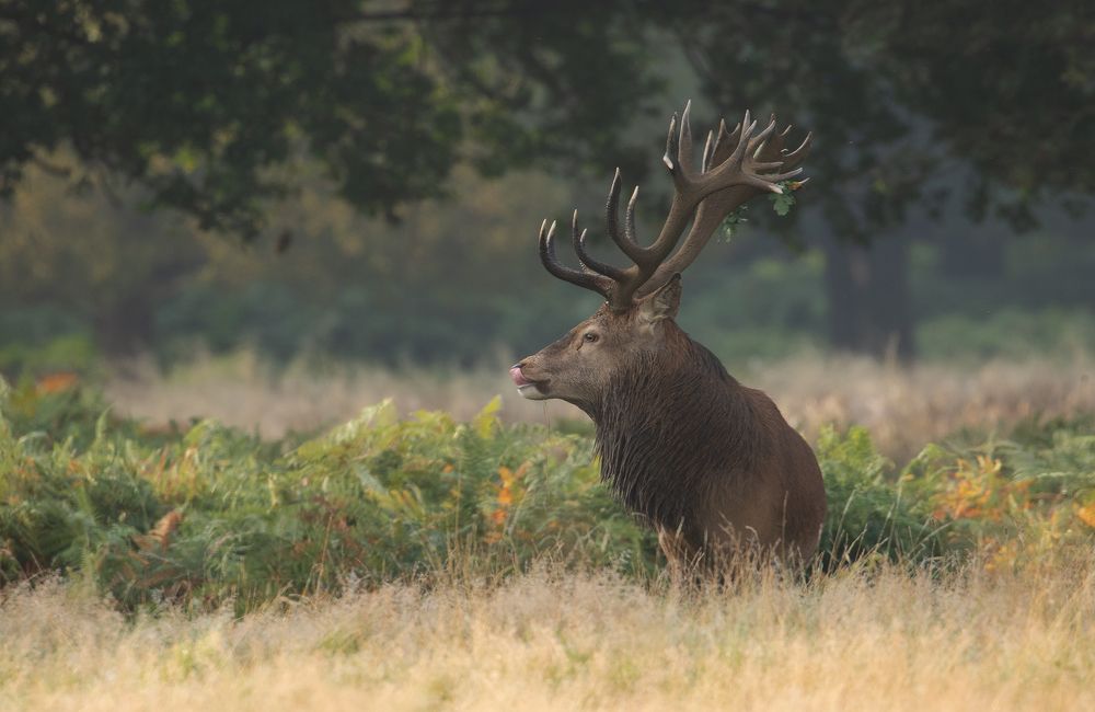 Фотография автора MARIA KULA