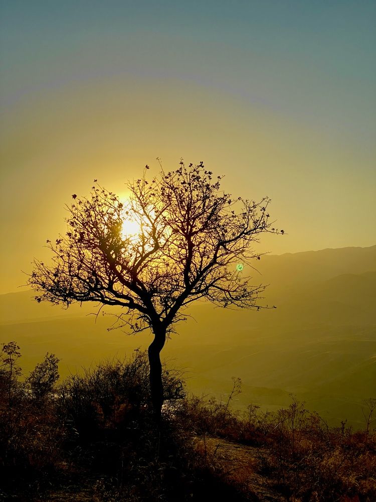 Закат запутавшийся в ветвях