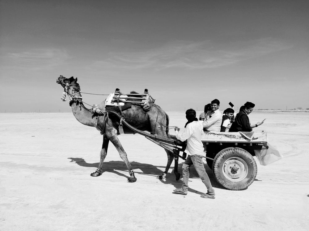 Camel ride at Sambhar festival