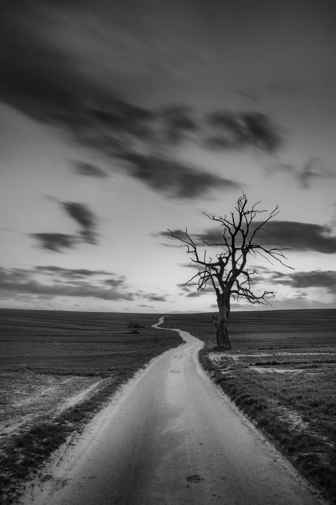 Lone tree