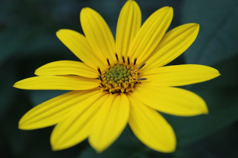 Yellow Jerusalem Artichoke Flower