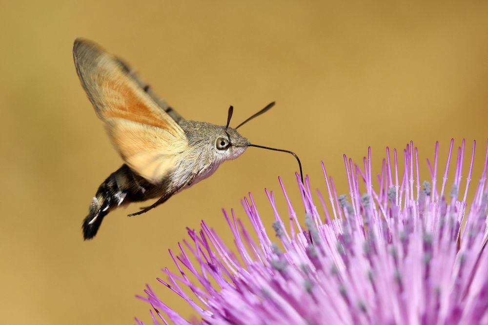 Hawkmoth