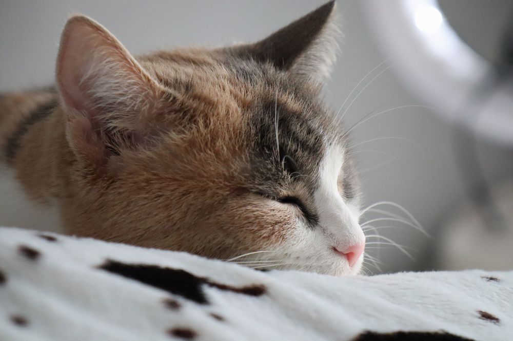 Фотография автора Настя