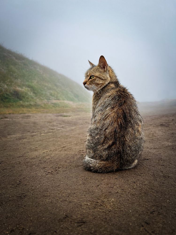 Photograph by Дамир Давронов