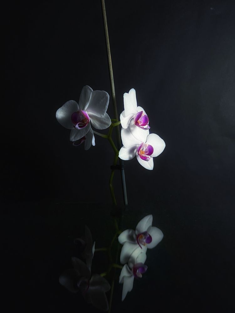 Photograph by Alexander Siemens