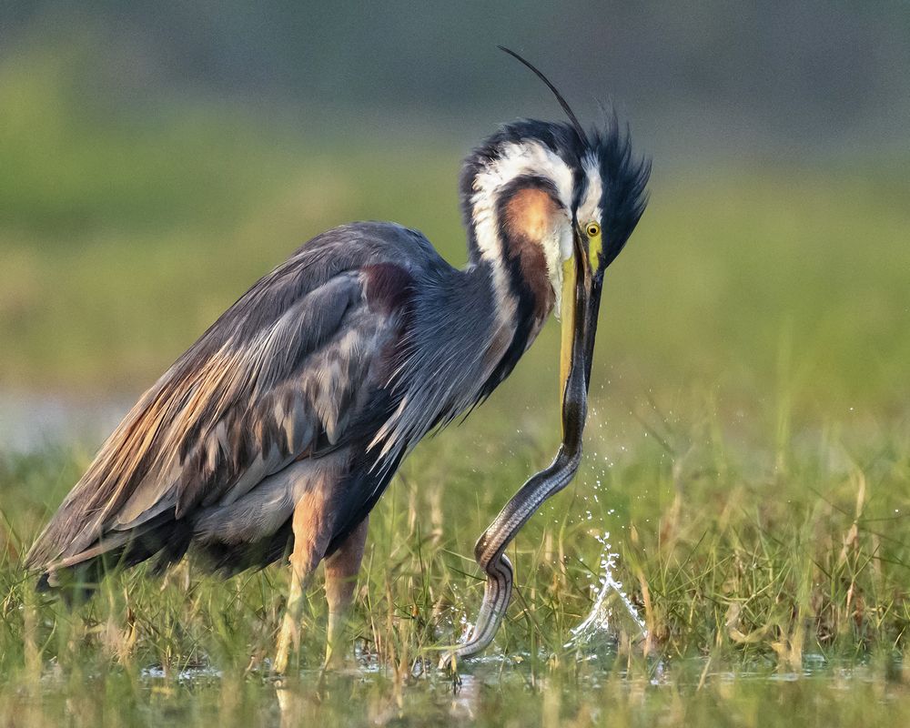 Photograph by Rahuldeb Bhattacharya