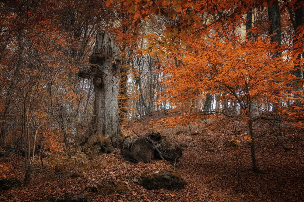 Photograph by Станислав Илюк