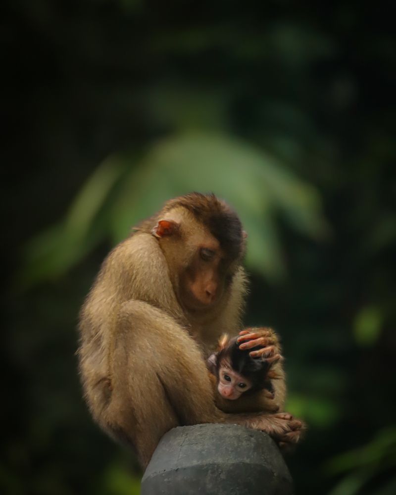 Photograph by Raj nair Mohan