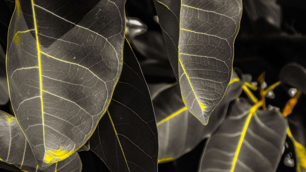 Photograph by Soumya Seal