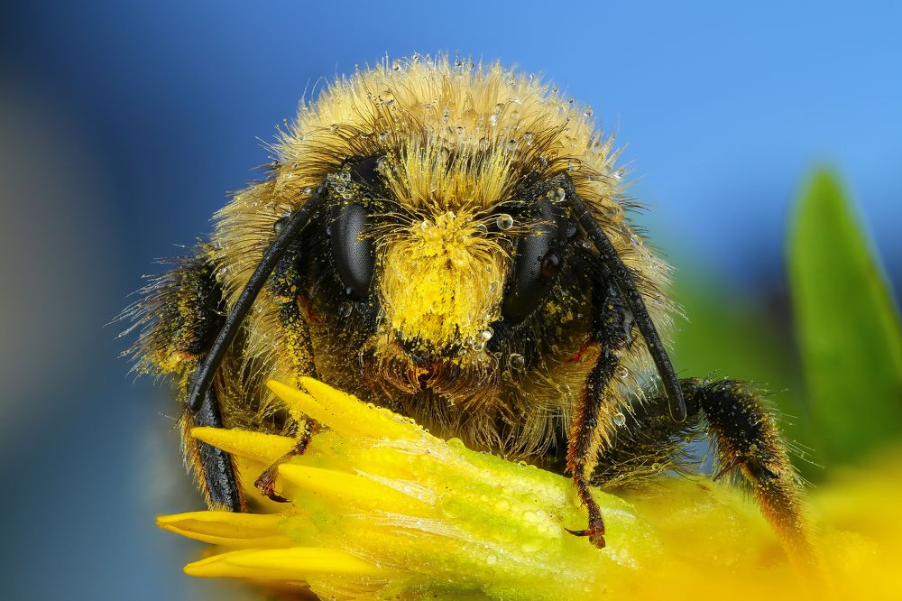 Желтая челка