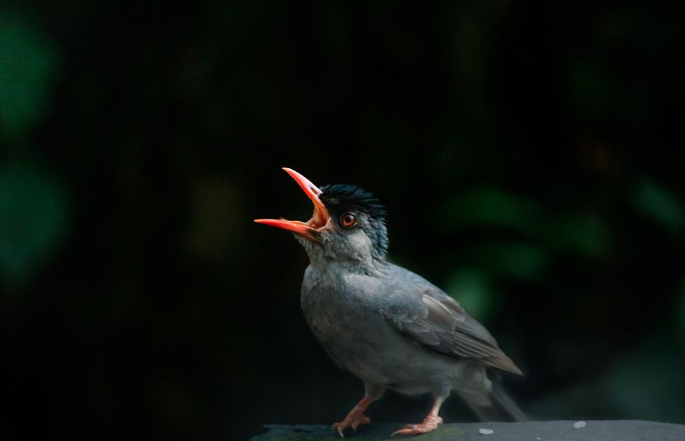 Photograph by Hewage K-vin R