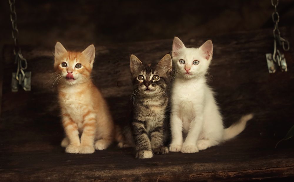 Photograph by Haiga Hobus