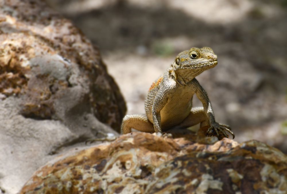 Photograph by Jordi Roig