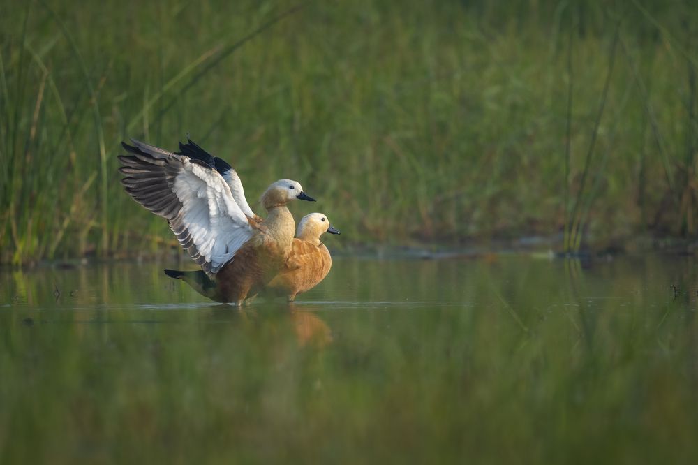 Photograph by Anindita Datta Muhuri