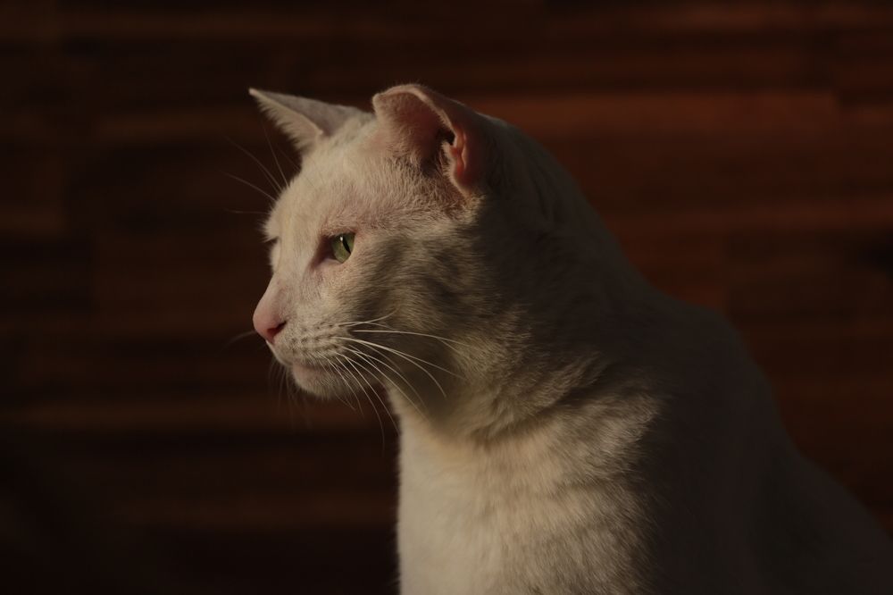 Photograph by Sanja Ristivojevic