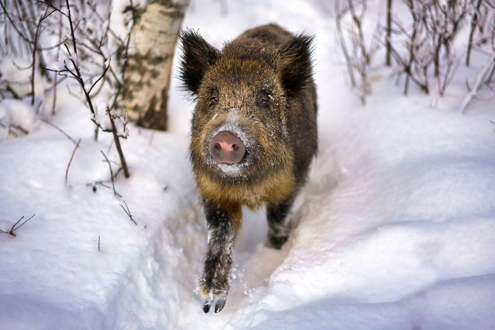 Photograph by Евгений Рощин
