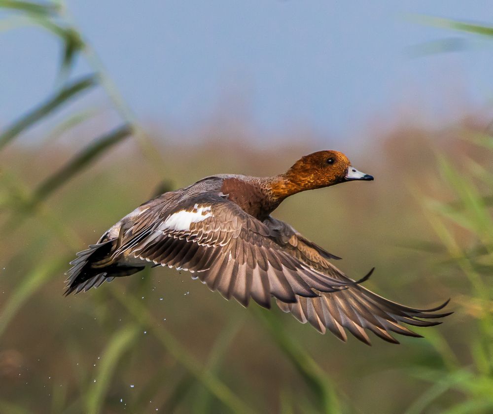 Photograph by BISWAS CHINMOY