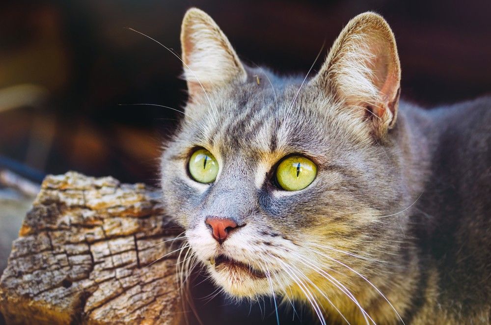 Photograph by Tamás Farkas