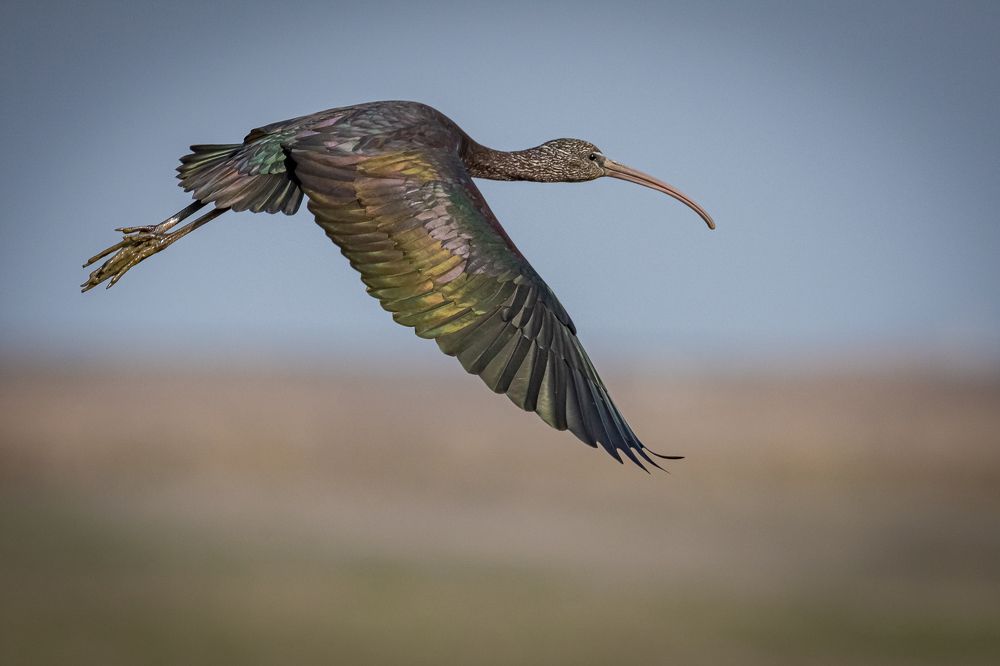 Photograph by Andrea Barlotti