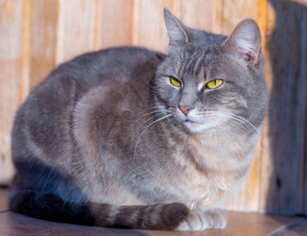 Photograph by Tamás Farkas