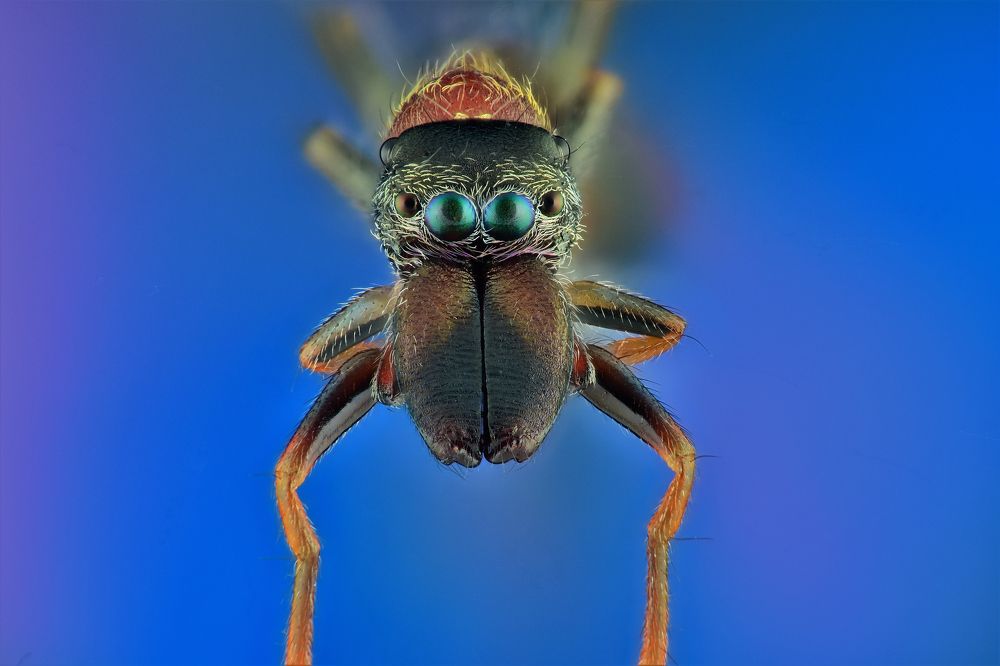 Photograph by Nalin Chaminda Rathnayake