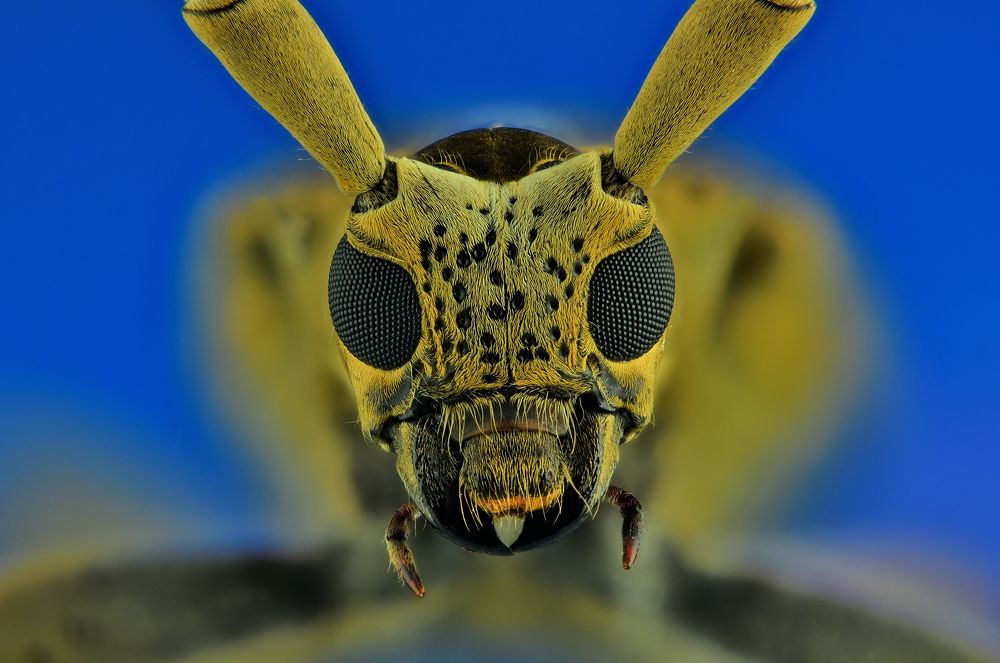 Photograph by Nalin Chaminda Rathnayake