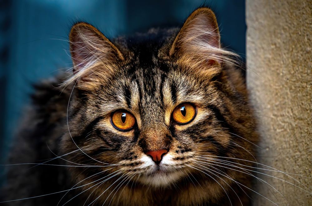 Photograph by Tamás Farkas