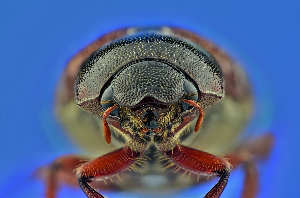 Photograph by Nalin Chaminda Rathnayake