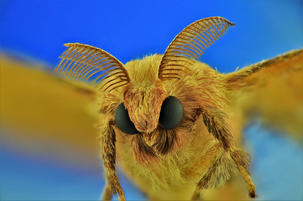 Photograph by Nalin Chaminda Rathnayake