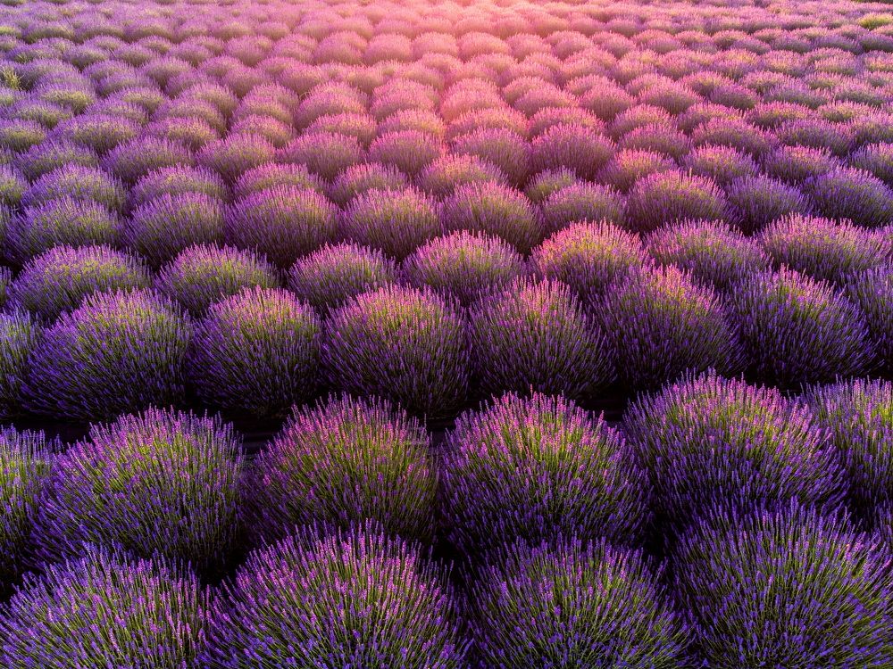 Lavender field