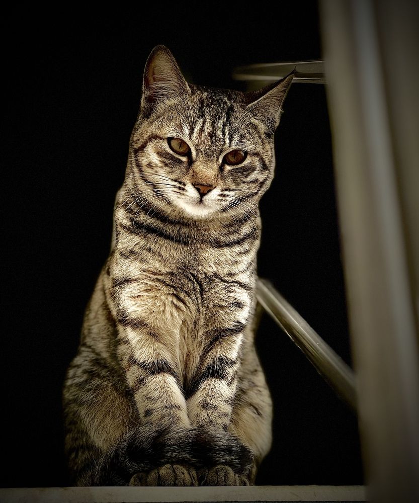 Photograph by Sharma Dr Megha