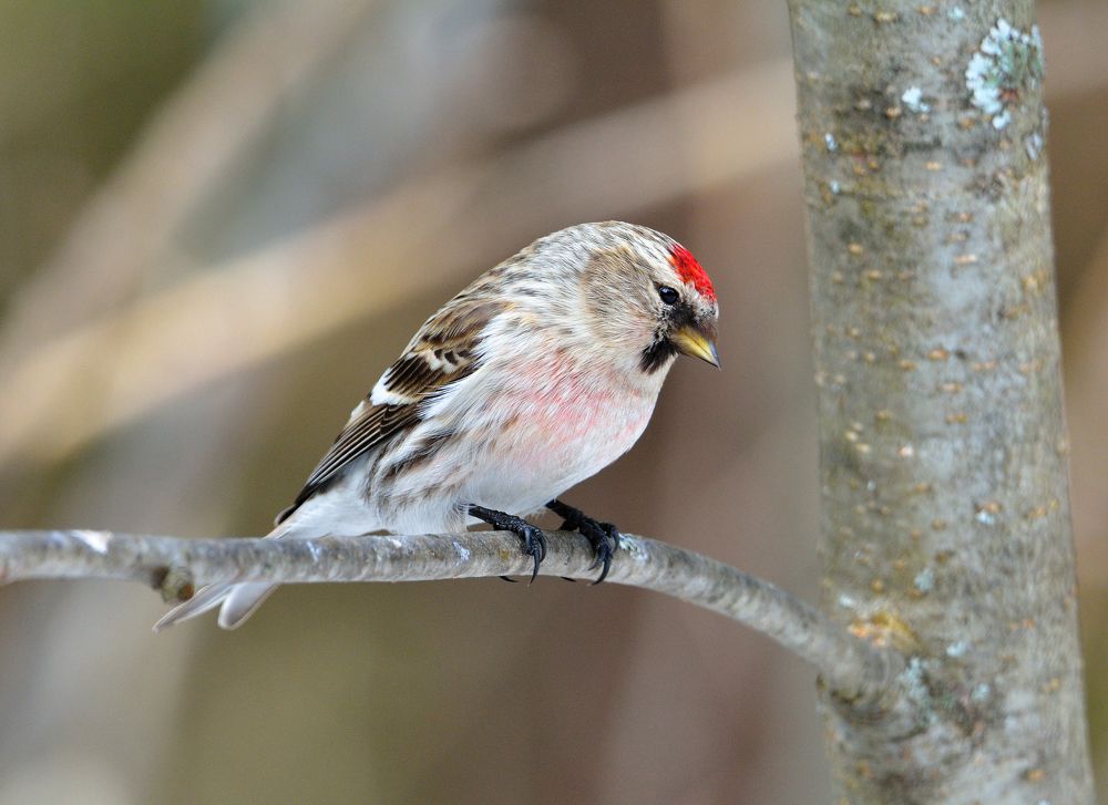 Photograph by Александр Зуев