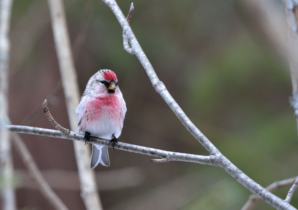 Photograph by Александр Зуев