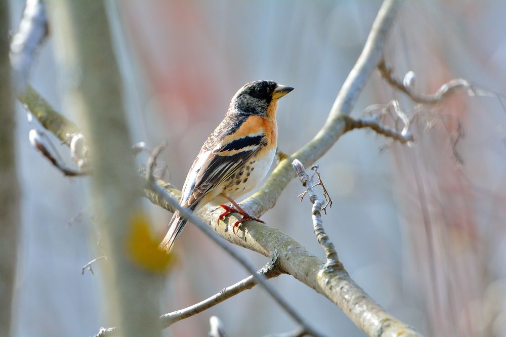 Photograph by Александр Зуев