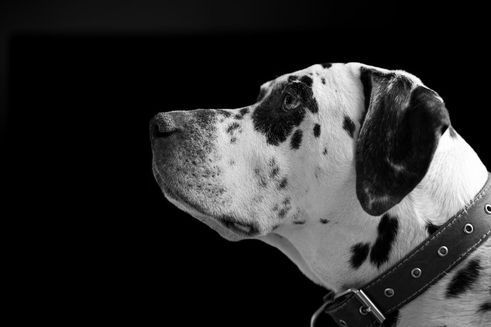 Photograph by Елена Овчинникова