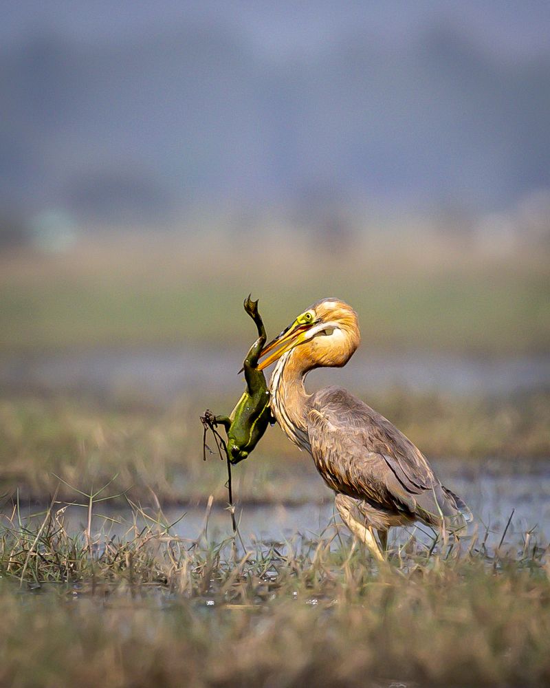 Photograph by ASHWINI BHONGE