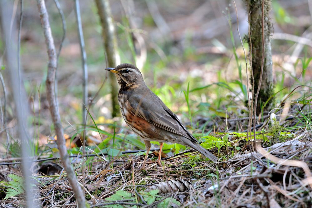 Photograph by Александр Зуев