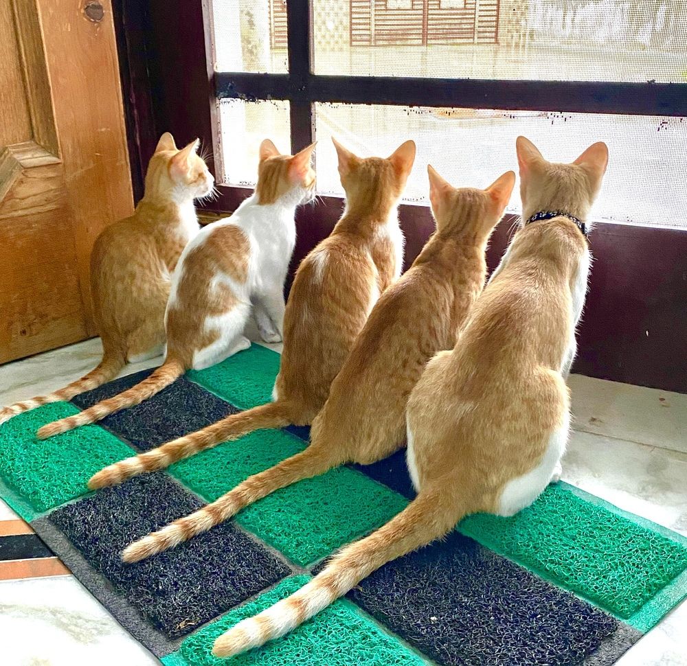 Photograph by Sharma Dr Megha