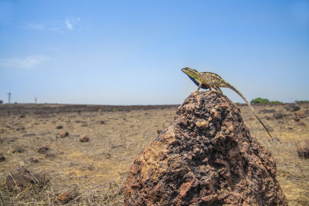 Photograph by Anindita Datta Muhuri