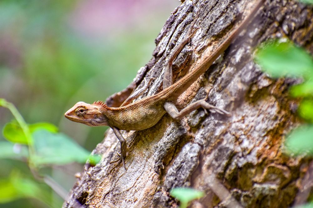 Photograph by Kamal Bhattacharjya