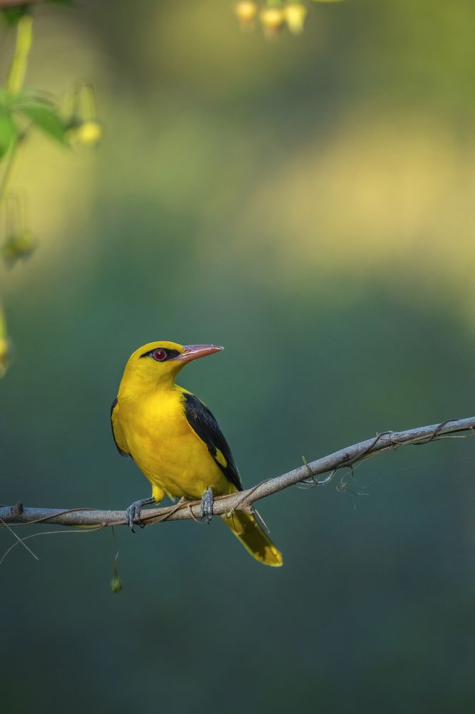 Photograph by Anindita Datta Muhuri