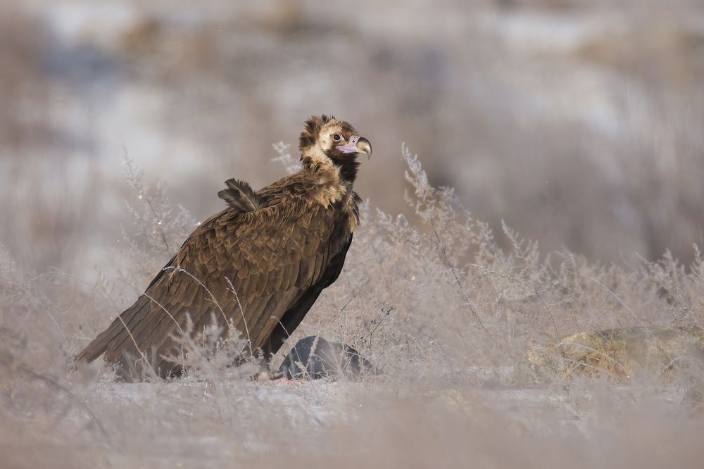 Photograph by Дмитрий Шевцов