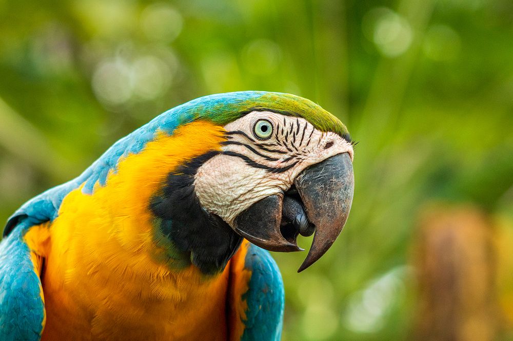 Blue and yellow macaw, a fight for the preservation of the species in Brazil.