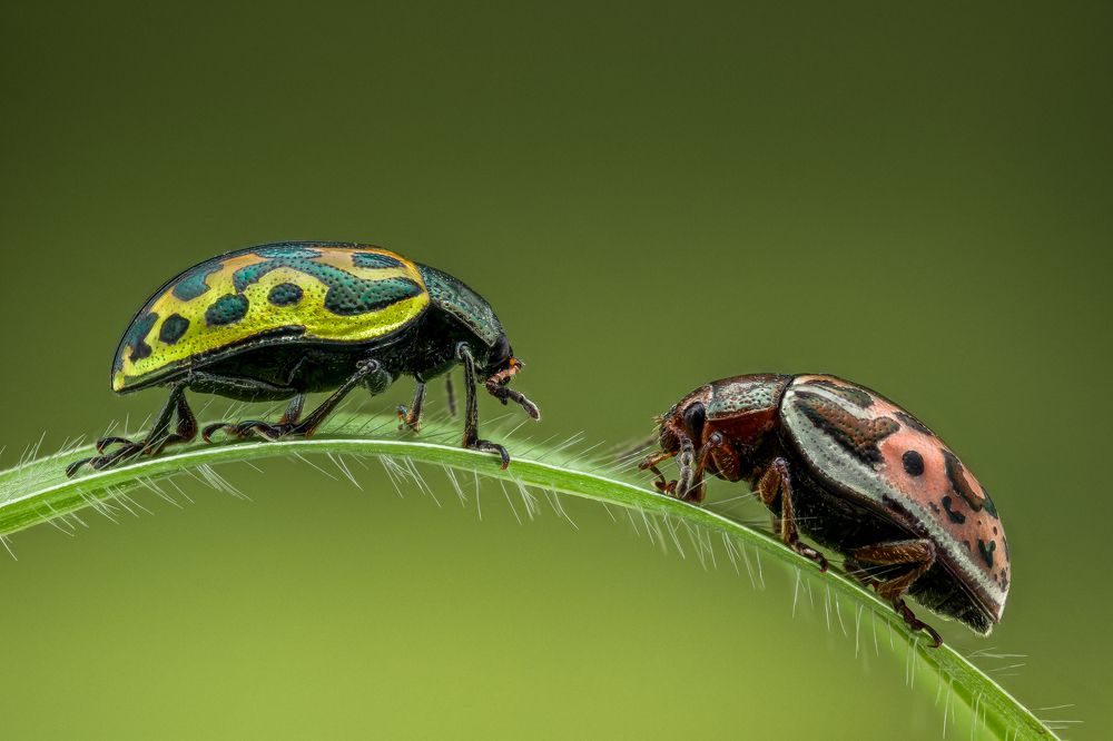 Calligrapha serpentina.