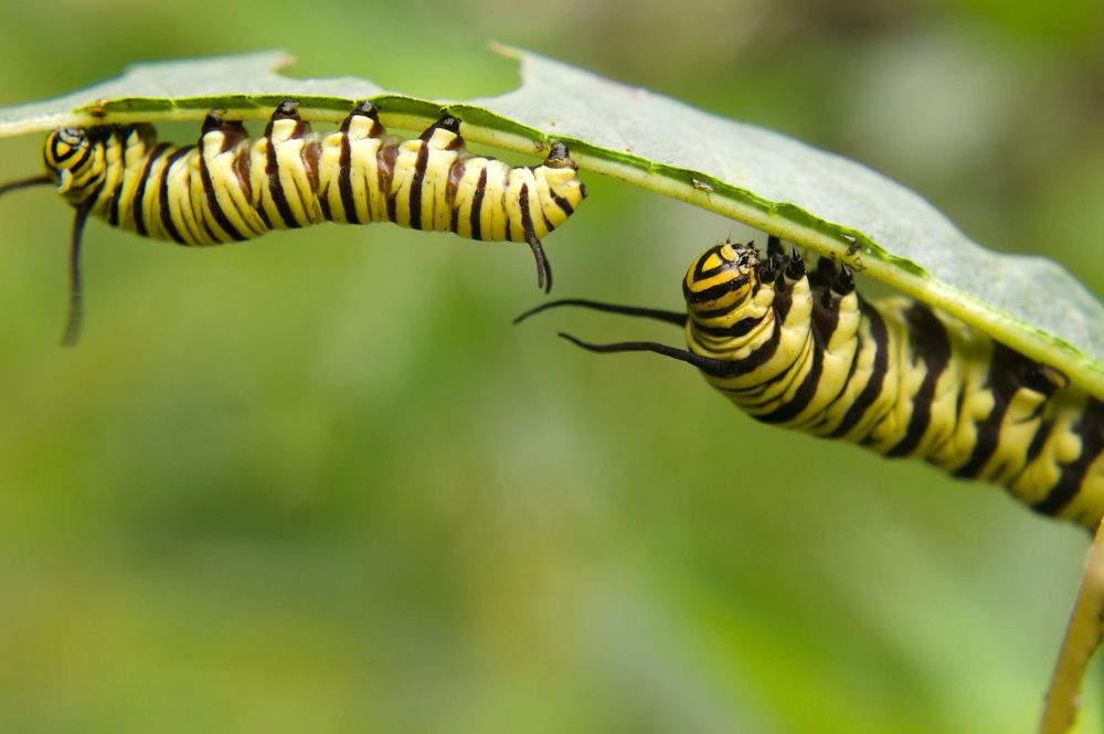 Photograph by Guillermo Topp