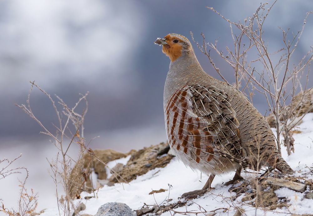 Photograph by Дмитрий Шевцов